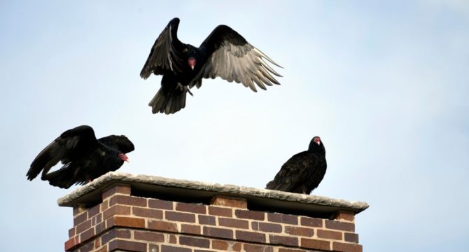 turkeys on a chimney