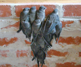 chimney caps, chimney swifts, preserving wildlife